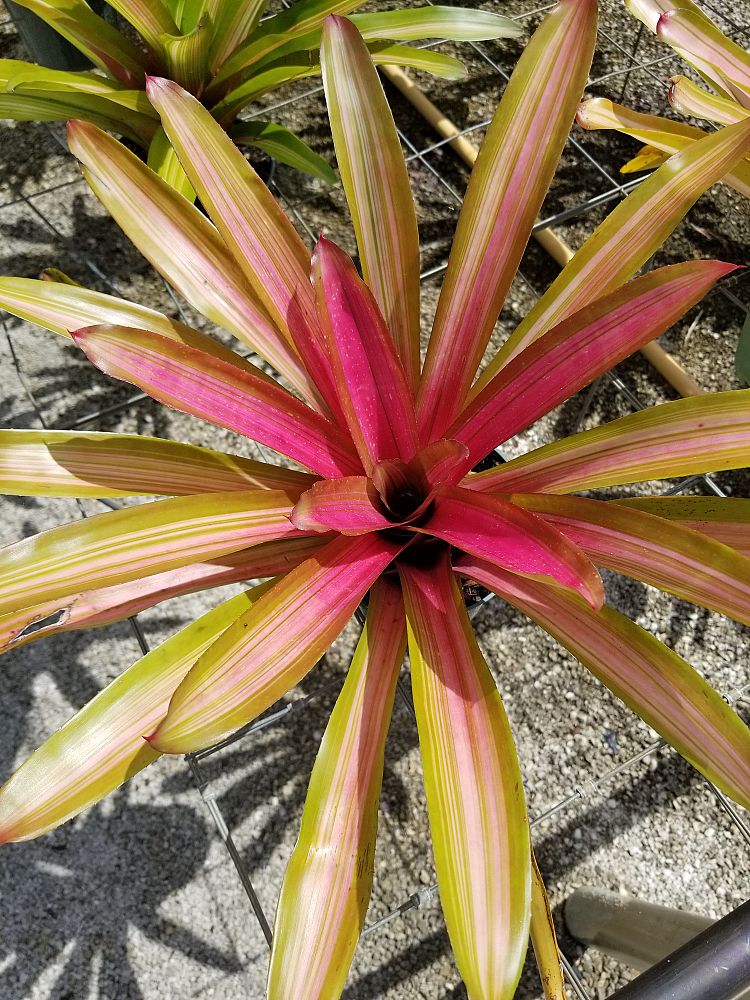 Sunshine Bromeliads Nursery