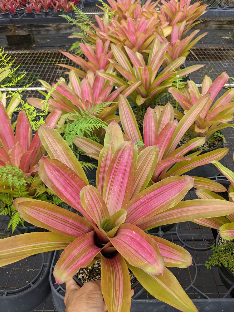 neoregelia-martin-bromeliad