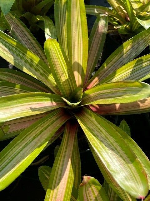 neoregelia-martin-bromeliad