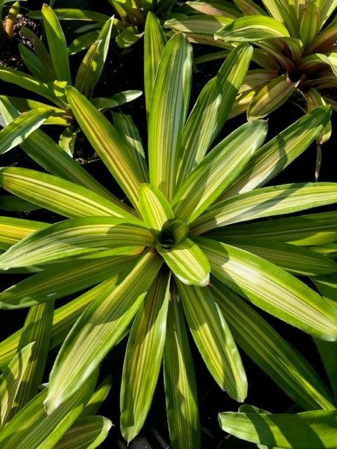 neoregelia-martin-bromeliad