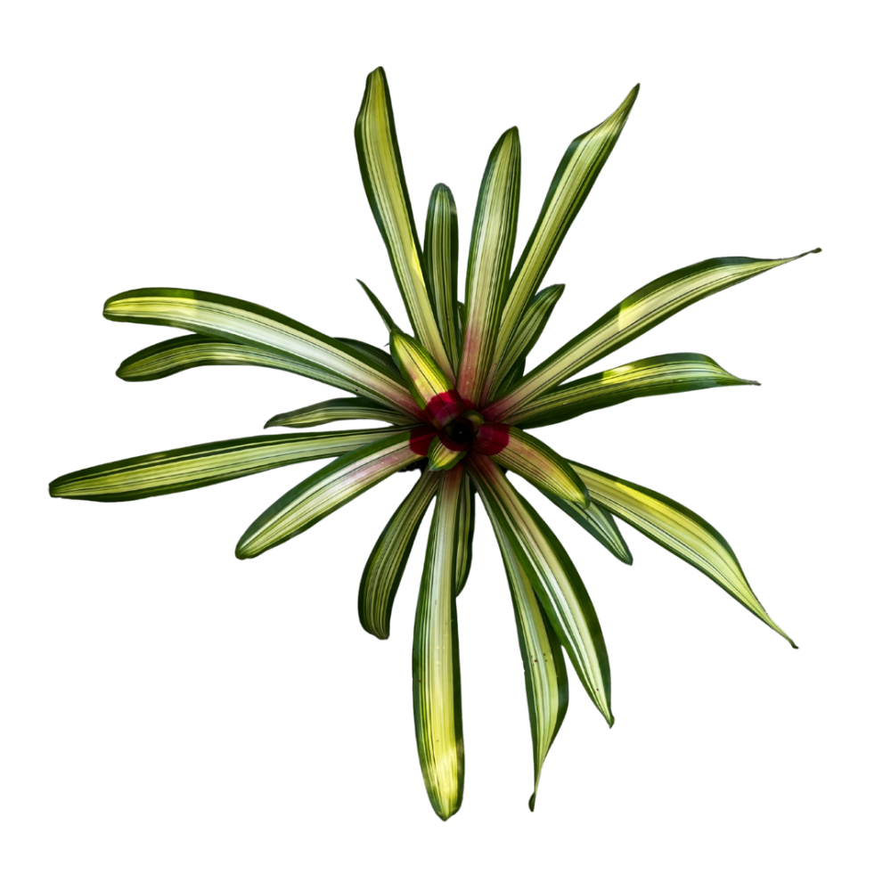 neoregelia-martin-bromeliad