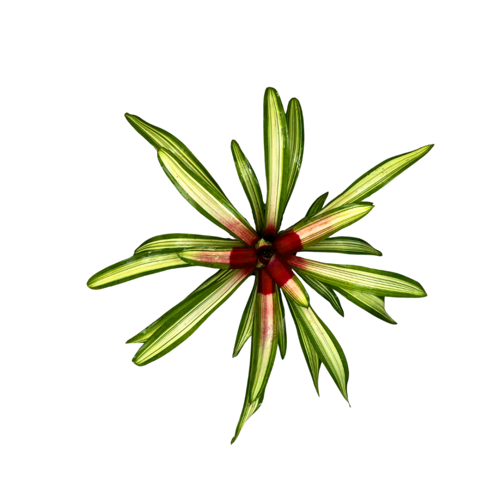 neoregelia-martin-bromeliad