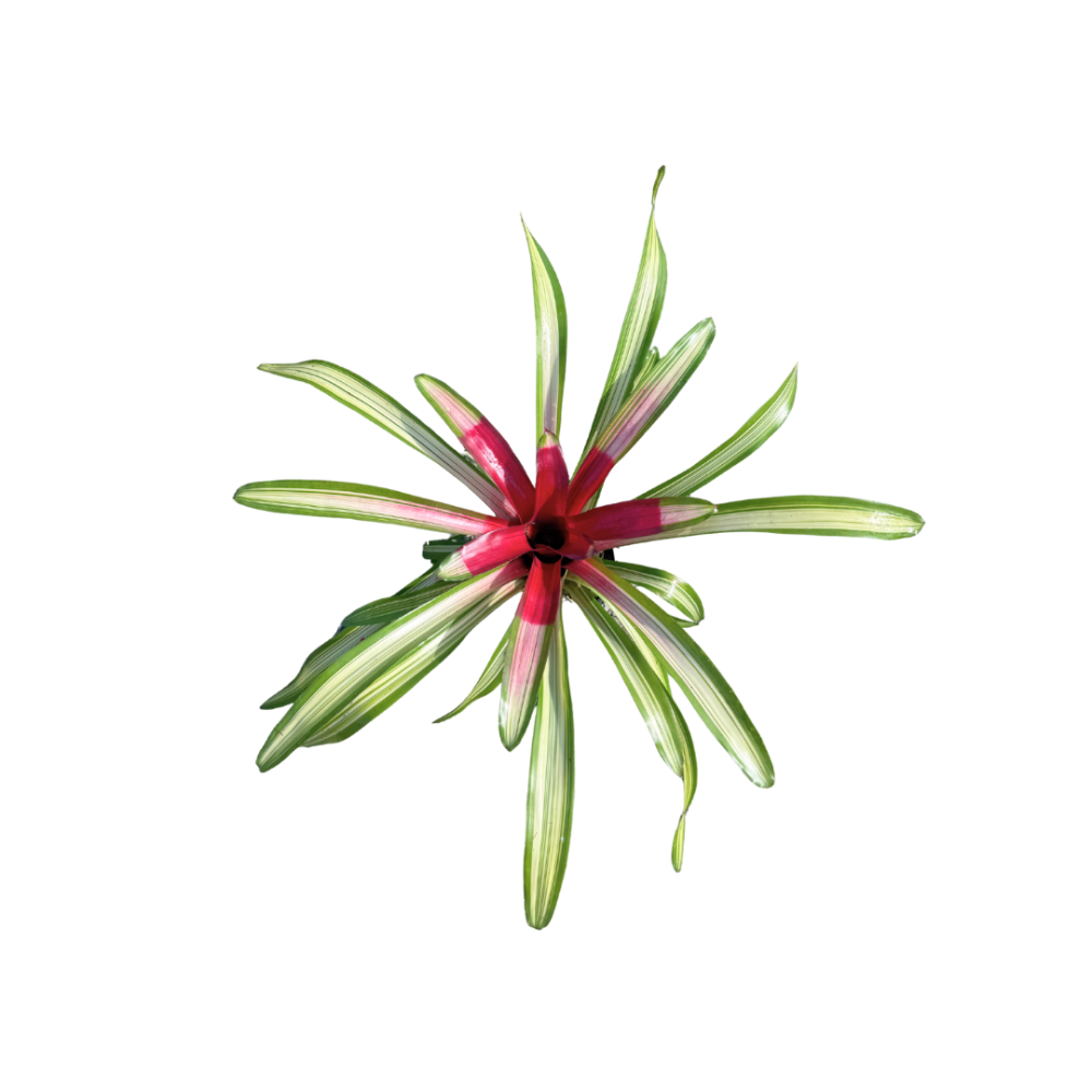 neoregelia-martin-bromeliad