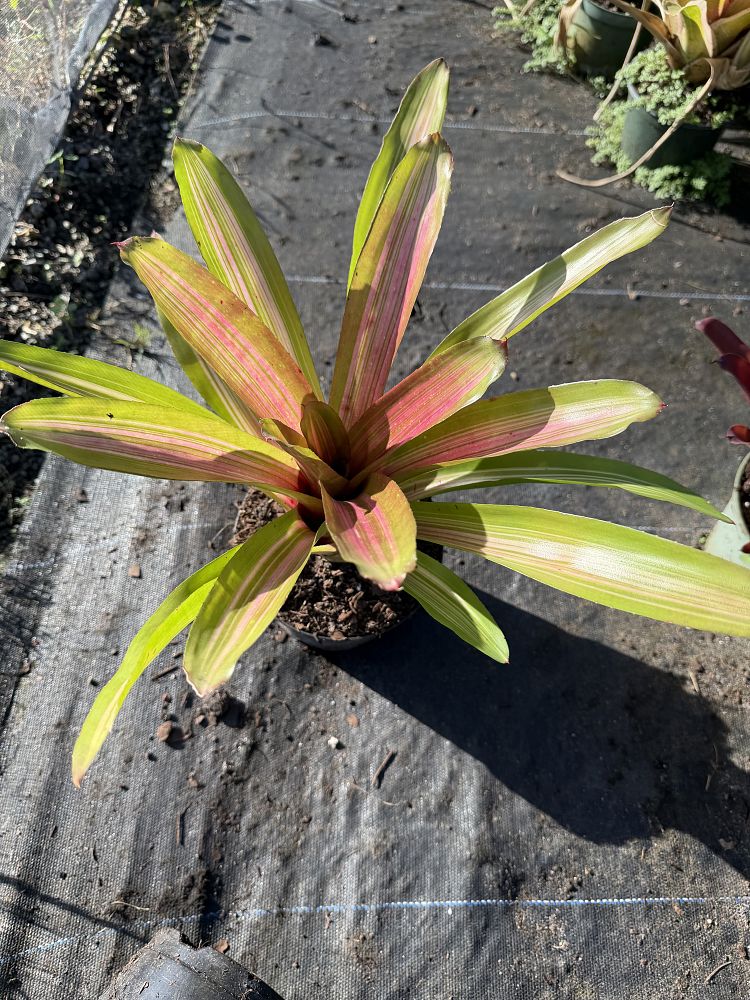 neoregelia-martin-bromeliad