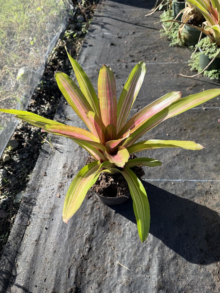neoregelia-martin-bromeliad