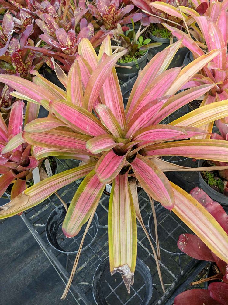 neoregelia-martinea-bromeliad