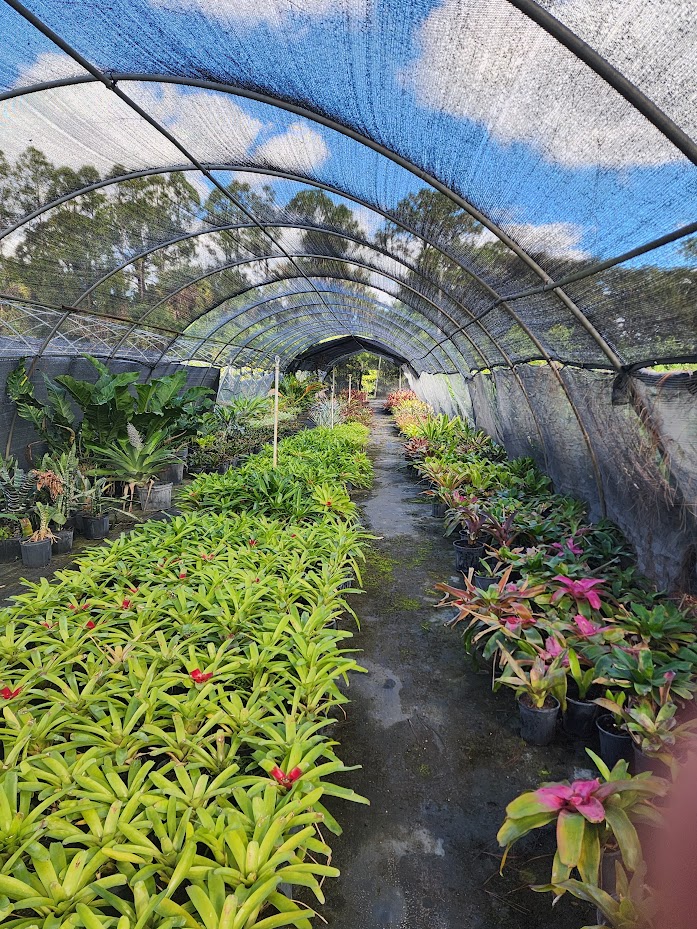neoregelia-mcwilliam-s-eye-bromeliad