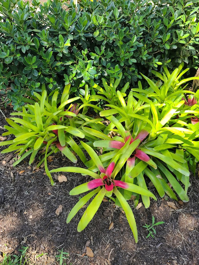 neoregelia-mcwilliam-s-eye-bromeliad