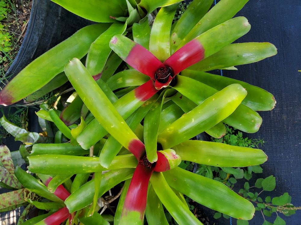 neoregelia-mcwilliam-s-eye-bromeliad