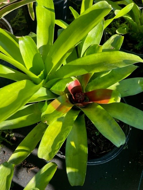 neoregelia-mcwilliamsii-bromeliad