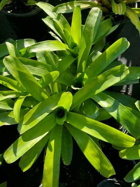 neoregelia-mcwilliamsii-bromeliad
