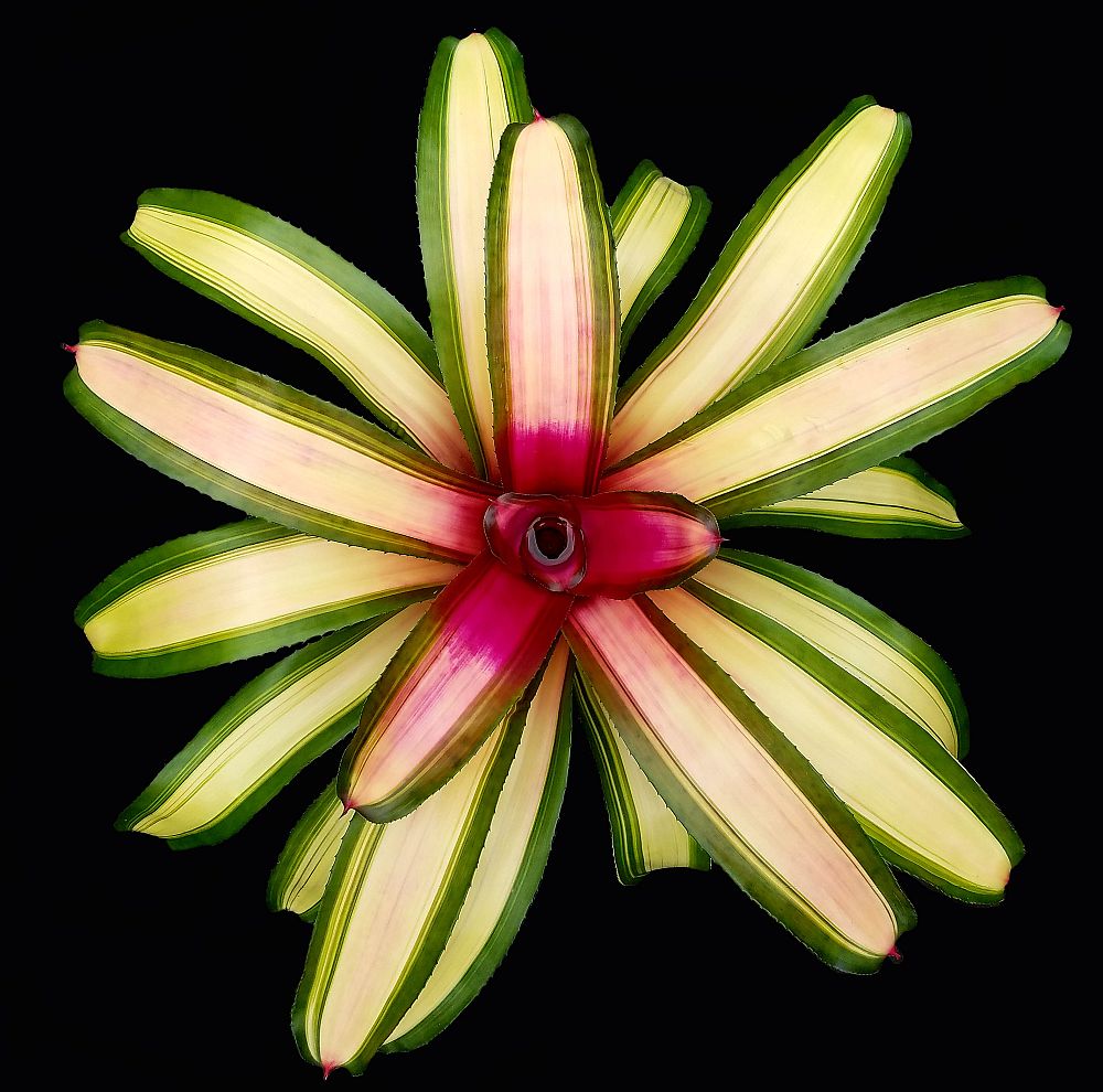 neoregelia-mendoza-bromeliad