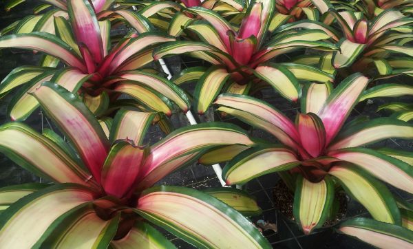 neoregelia-mendoza-bromeliad