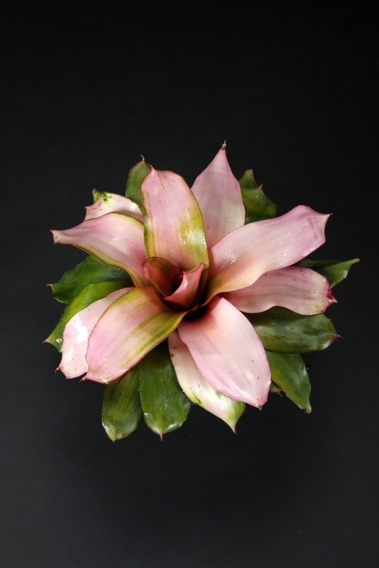 neoregelia-michi-bromeliad