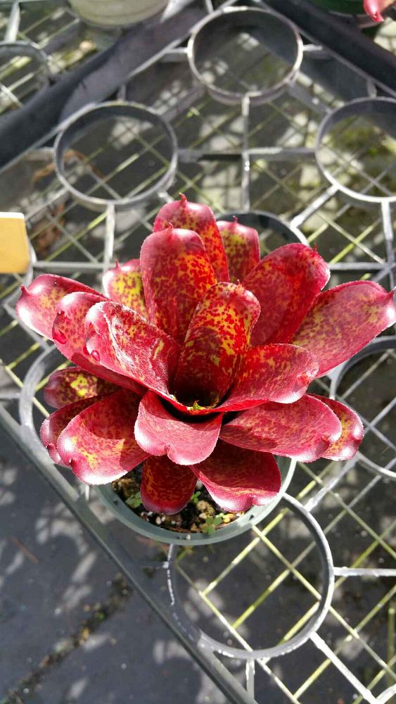 neoregelia-mo-peppa-please-bromeliad