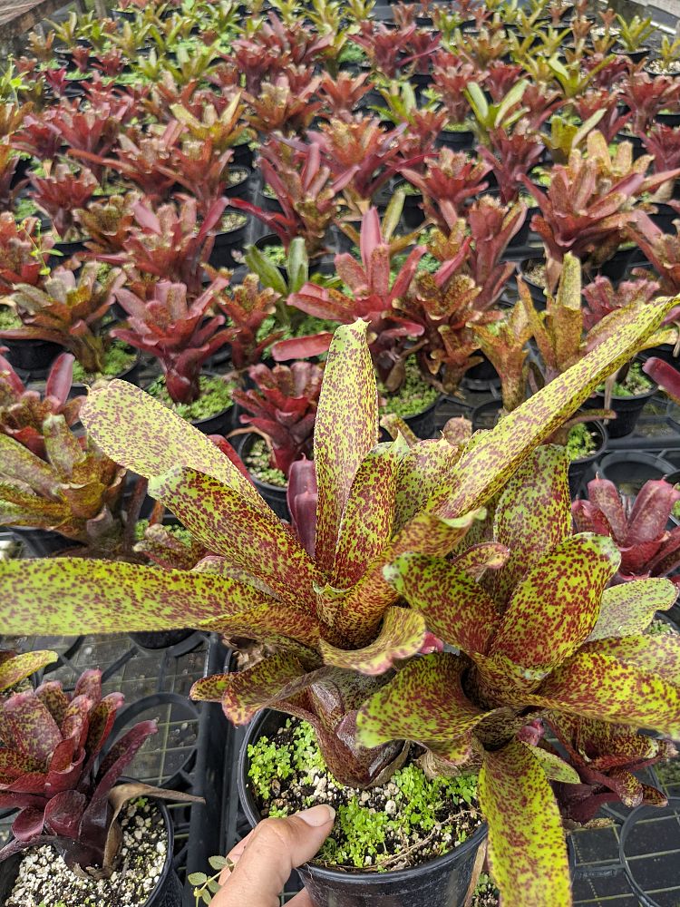 neoregelia-mo-peppa-please-bromeliad
