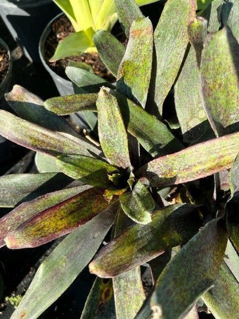 neoregelia-mo-peppa-please-bromeliad