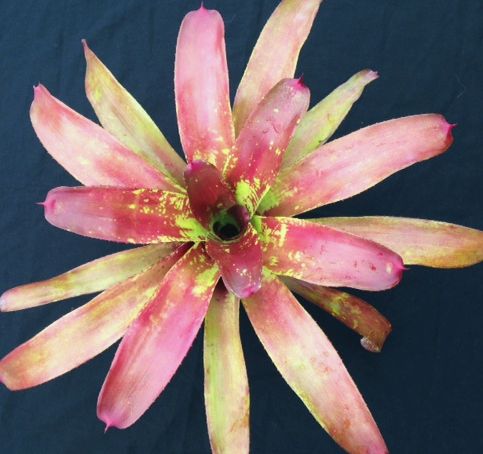 neoregelia-mojito-bromeliad