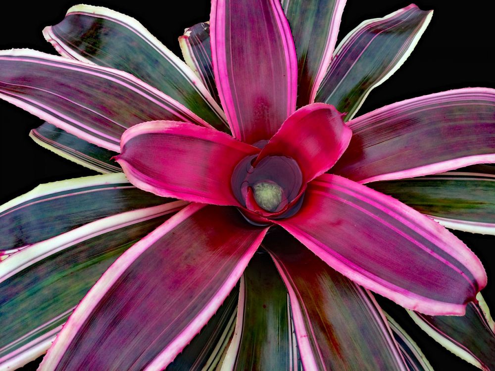 neoregelia-mona-lisa-bromeliad