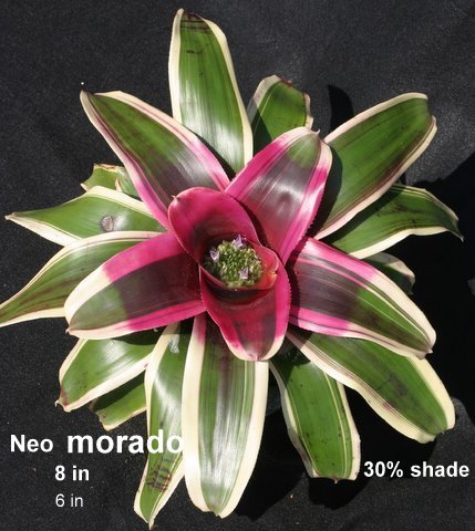 neoregelia-morado-bromeliad