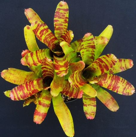 neoregelia-multiple-migs-bromeliad