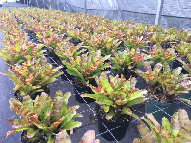 neoregelia-multiple-migs-bromeliad