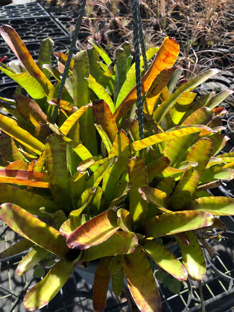 neoregelia-multiple-migs-bromeliad
