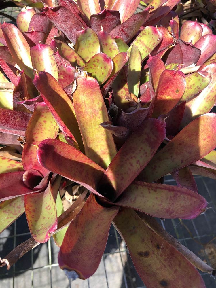 neoregelia-nelle-bromeliad