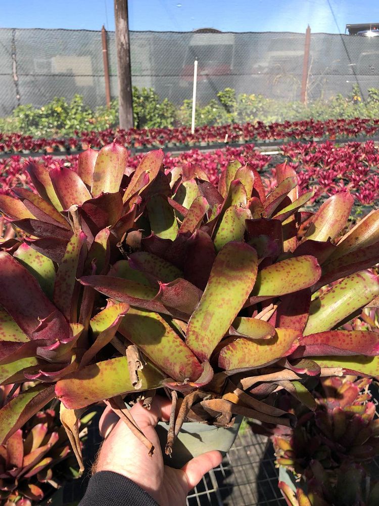 neoregelia-nelle-bromeliad