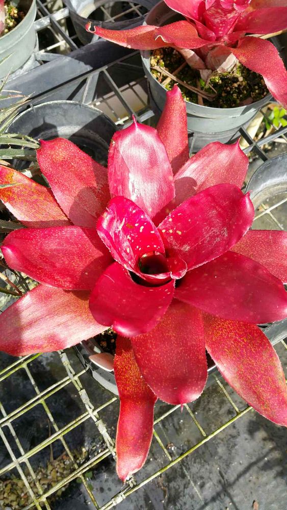 neoregelia-new-orleans-x-treasure-chest-bromeliad