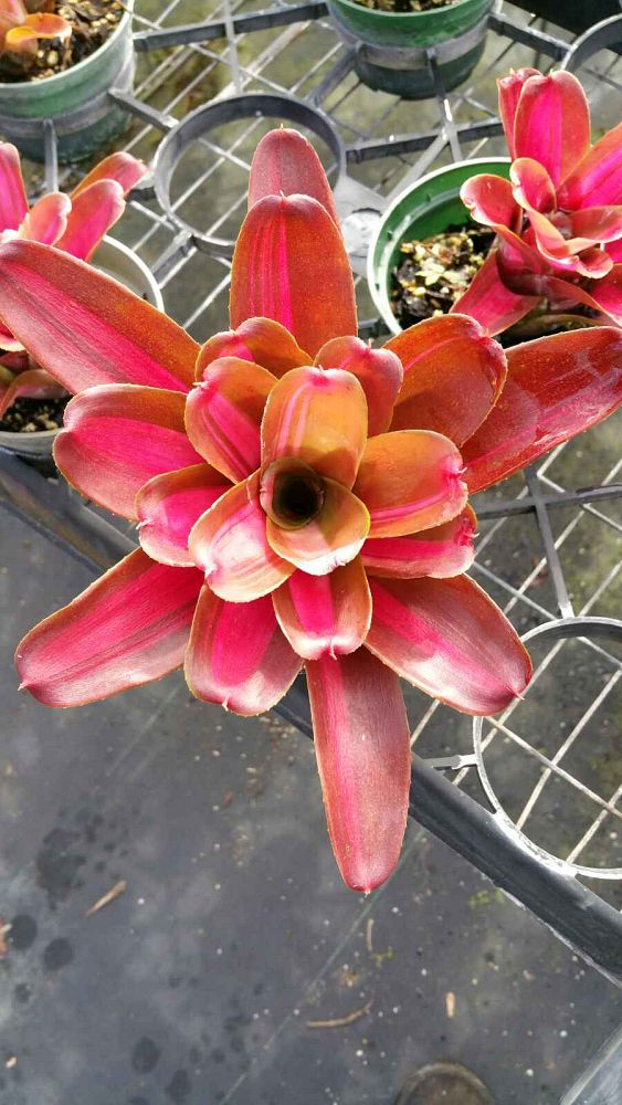 neoregelia-nonis-bromeliad