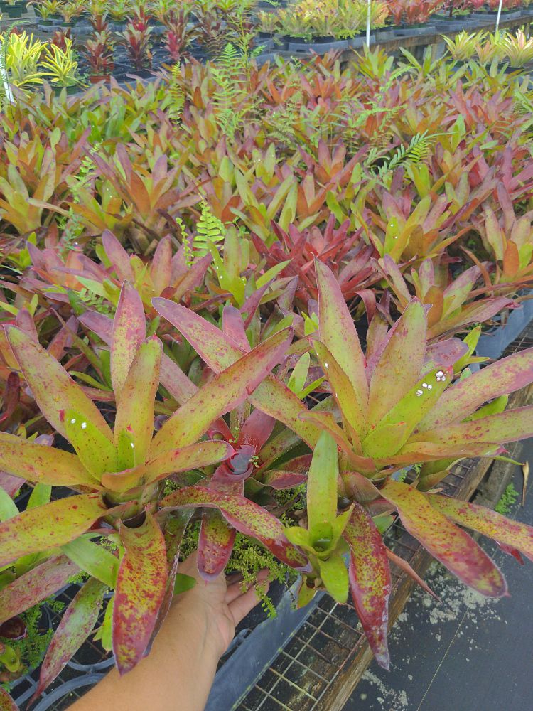 neoregelia-olens-cv-696-bromeliad