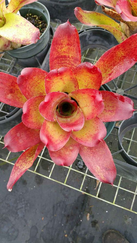 neoregelia-olens-x-concentrica-bromeliad
