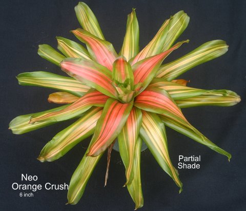 neoregelia-orange-crush-bromeliad