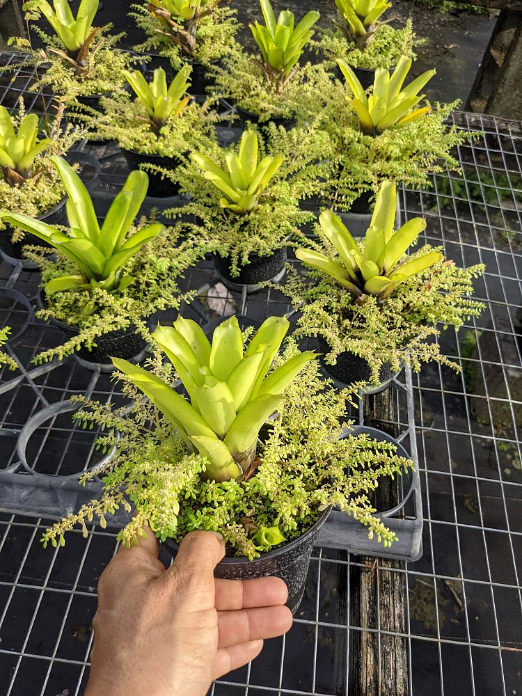 neoregelia-organensis-bromeliad