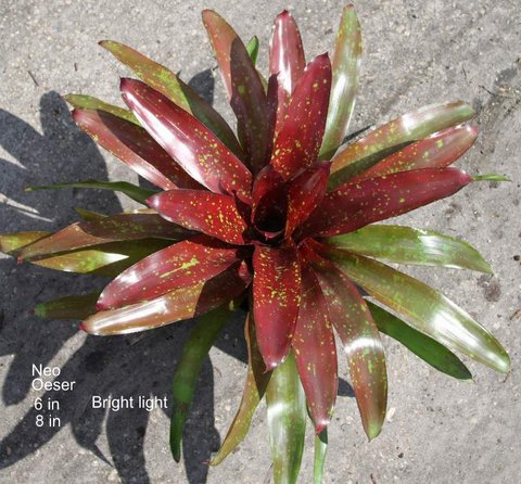 neoregelia-osser-hybrid-bromeliad