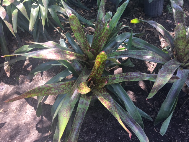 neoregelia-osser-hybrid-bromeliad