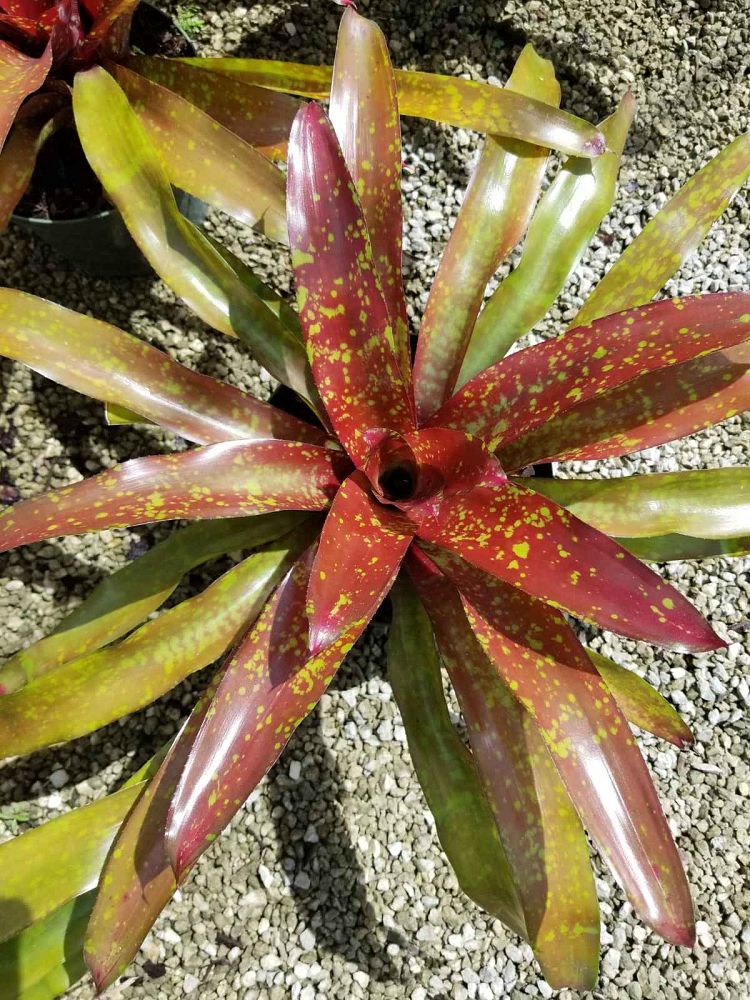 neoregelia-osser-hybrid-bromeliad