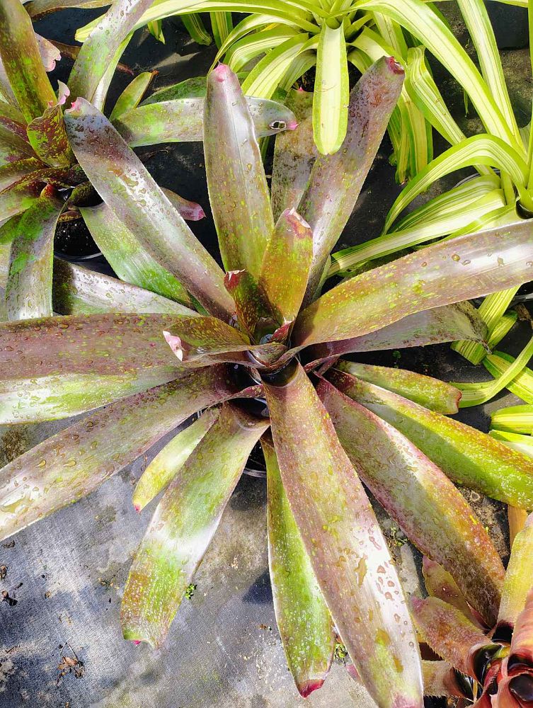 neoregelia-osser-hybrid-bromeliad