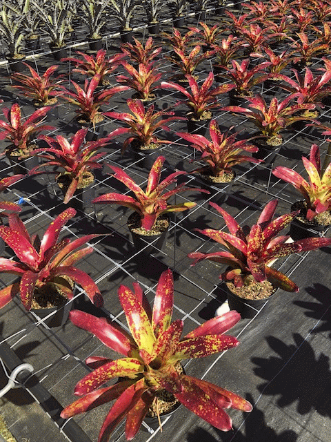 neoregelia-paprika-bromeliad