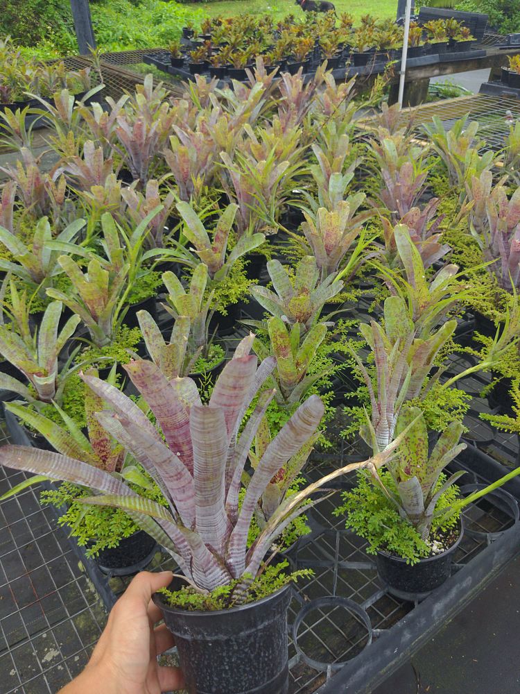 neoregelia-pauciflora-bromeliad