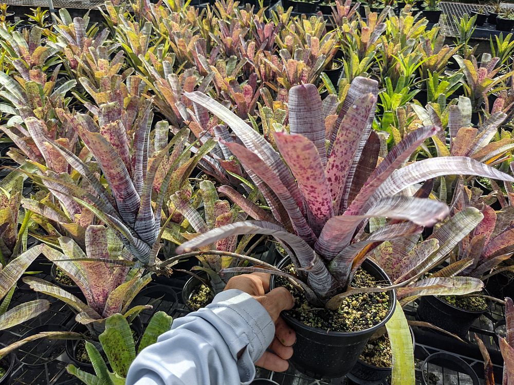 neoregelia-pauciflora-bromeliad