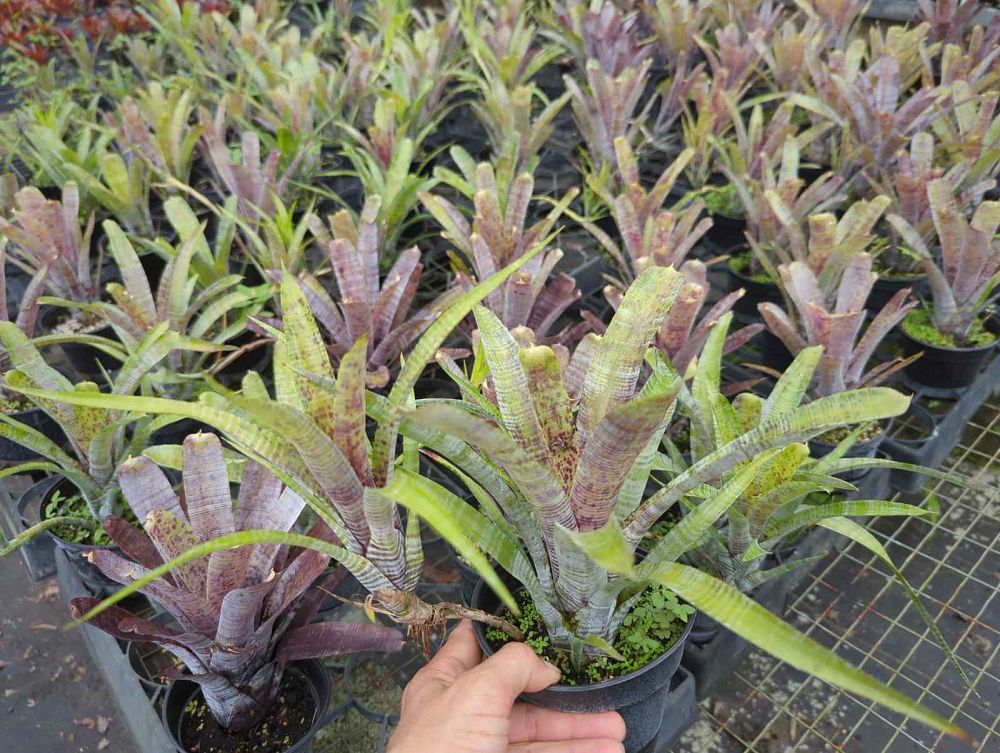 neoregelia-pauciflora-bromeliad
