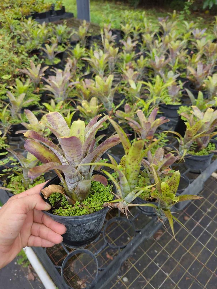 neoregelia-pauciflora-bromeliad