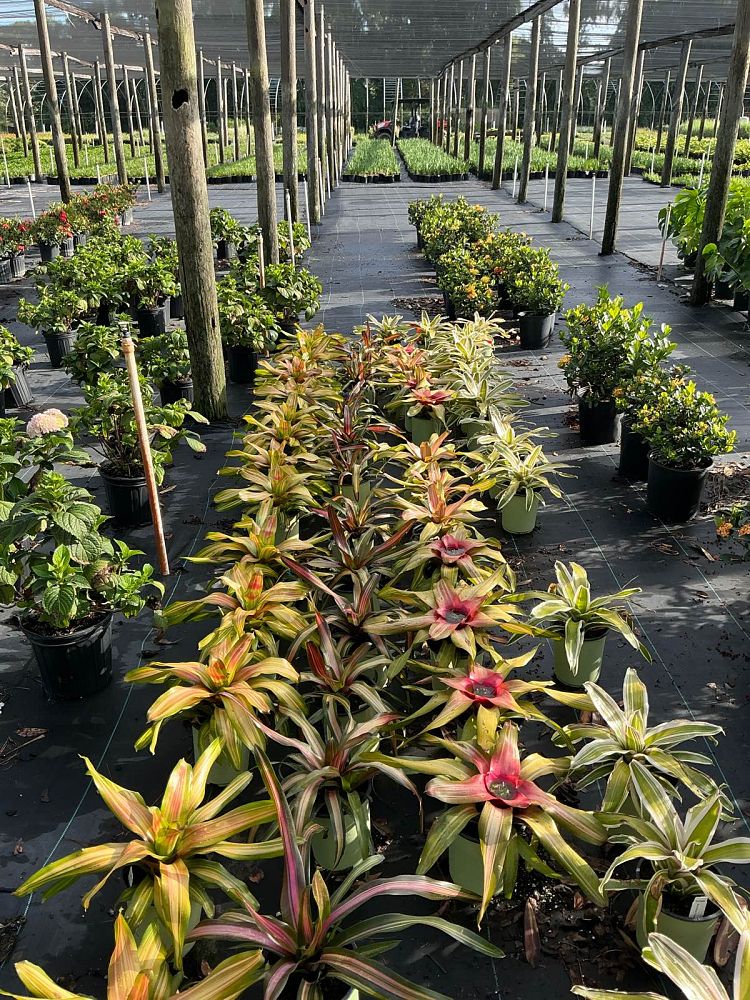 neoregelia-pemiento-bromeliad