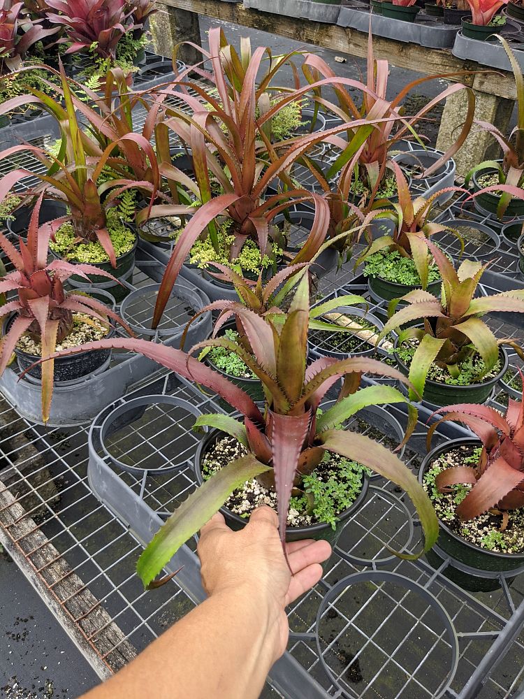 neoregelia-pendula-bromeliad