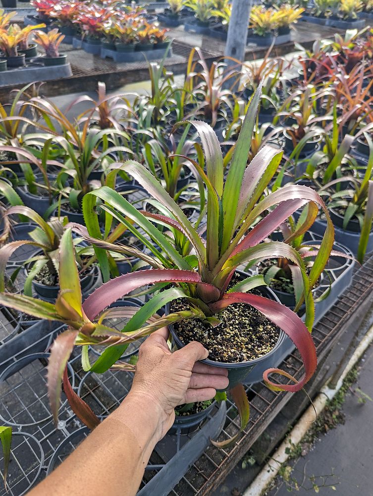 neoregelia-pendula-bromeliad