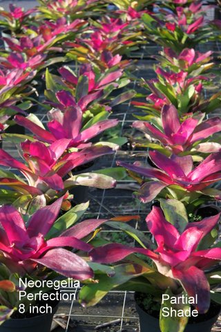 neoregelia-perfection-bromeliad
