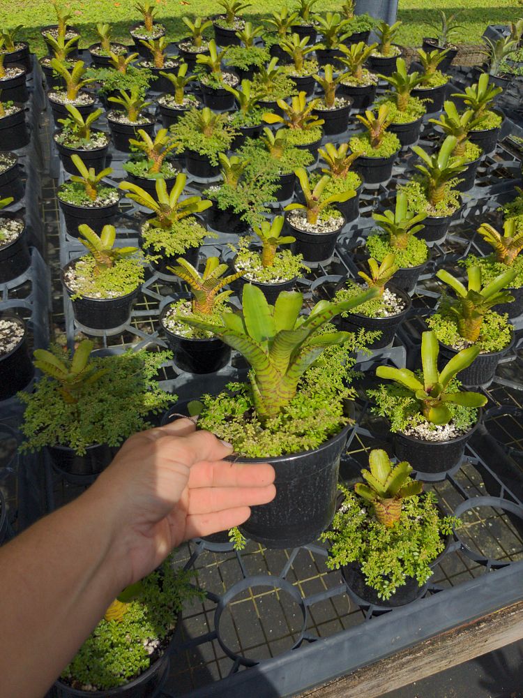 neoregelia-punctitissima-bromeliad