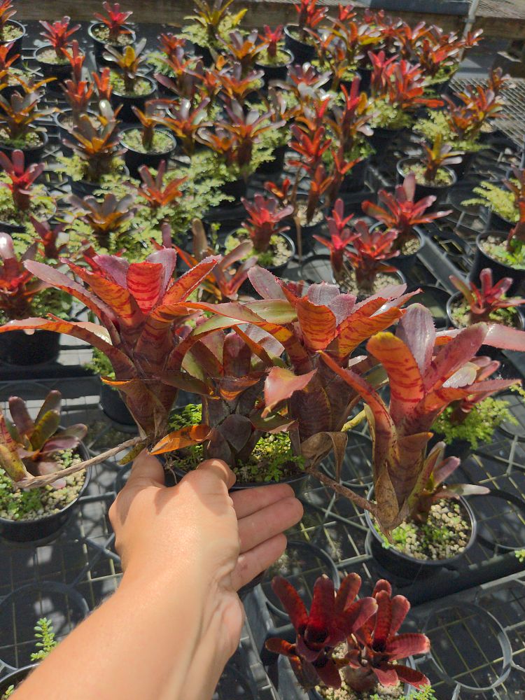 neoregelia-punctitissima-bromeliad